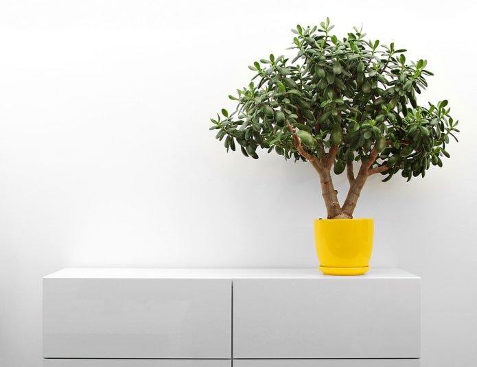Arbre à monnaie en pot jaune