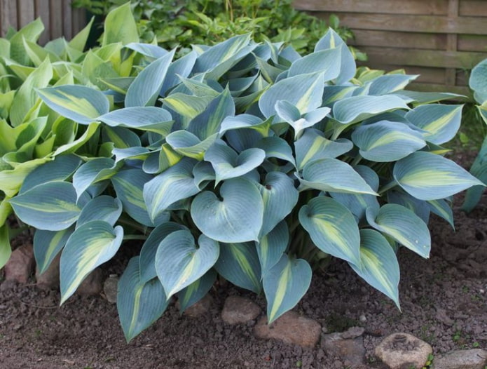 Hosta