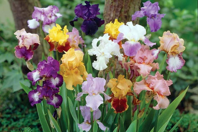 Iris