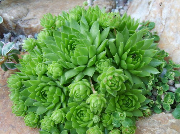 Rosier pierre