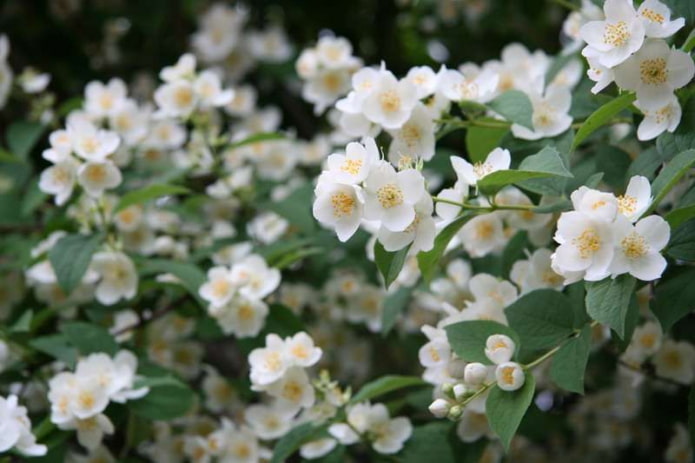 jasmine