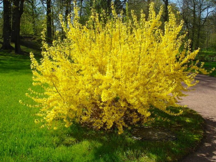 Forsythia