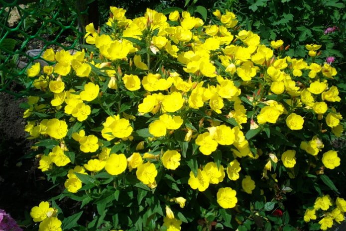 Oenothera