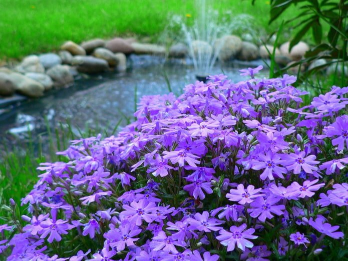 Phlox subulata