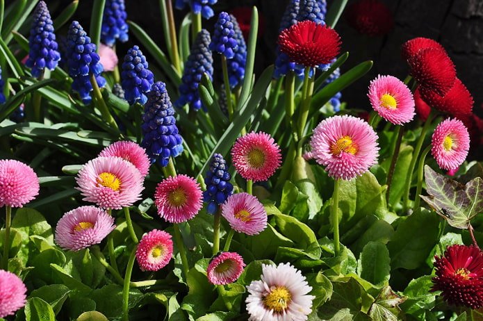 Marguerites