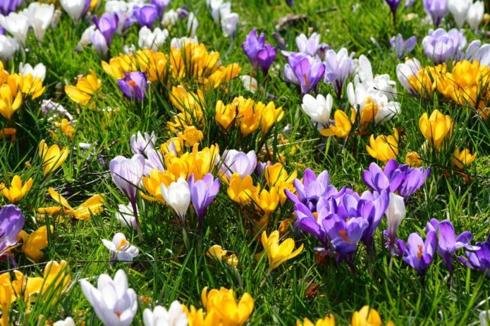 Crocus
