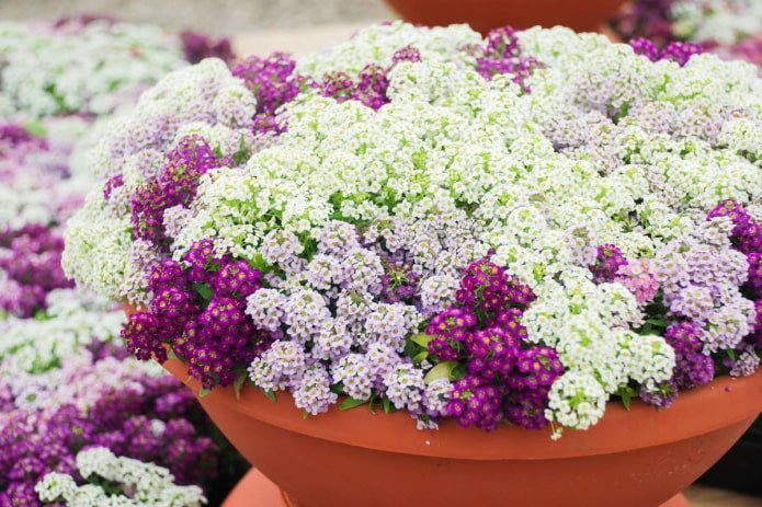 Alyssum maritima