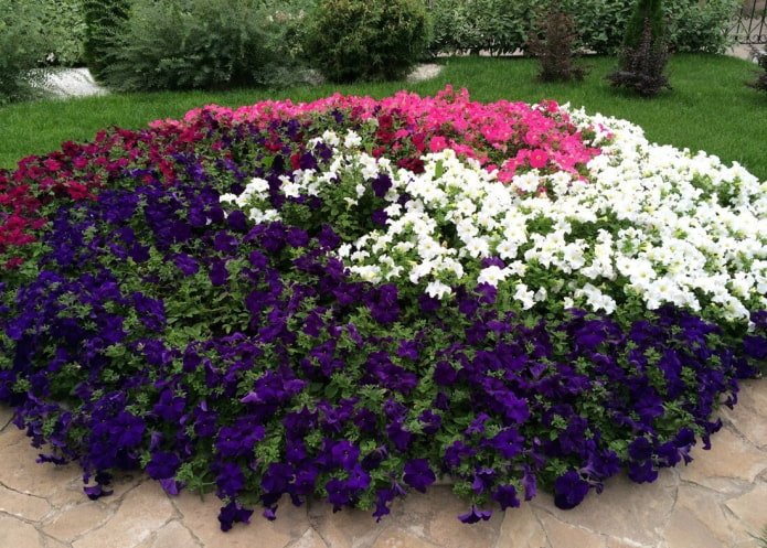 Petunia