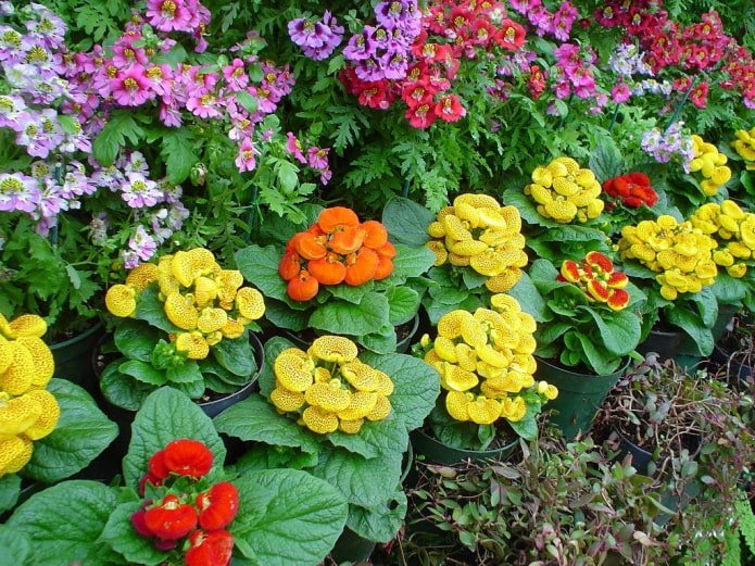 Calceolaria
