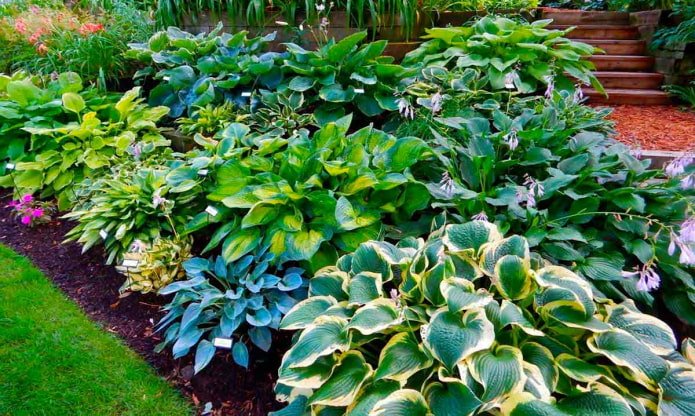 Hosta