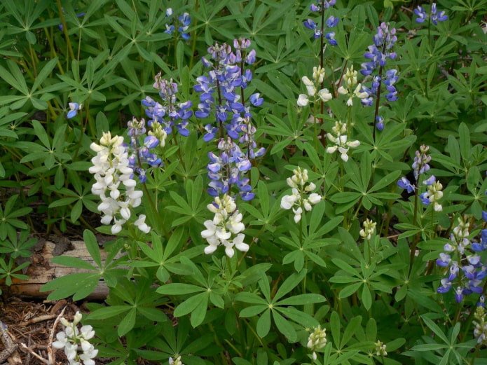 Lupin
