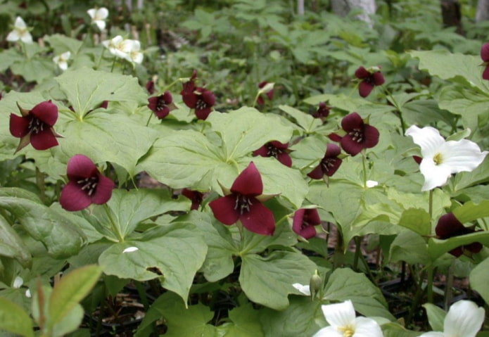 Trillium