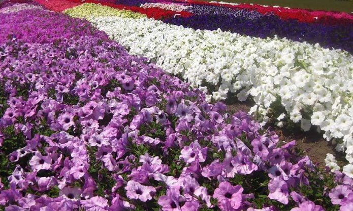 petunia Foto Finish F1