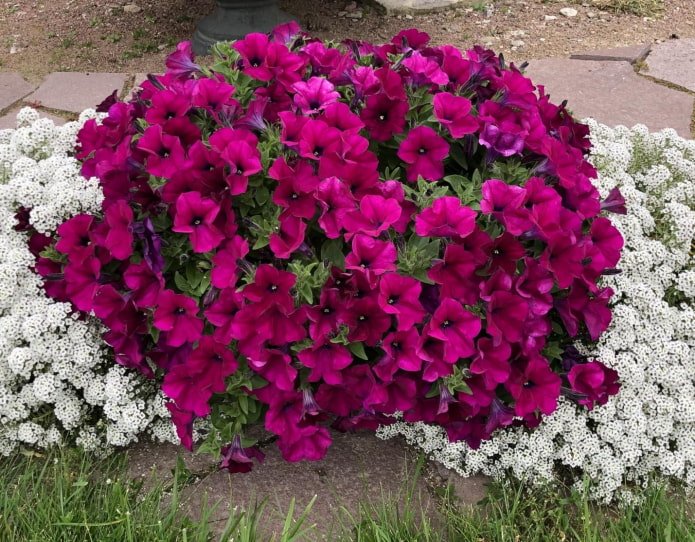 pétunia Capella