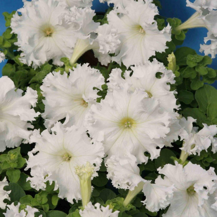 Afrodita petunia