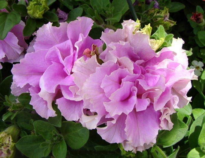 Double Cascade in Orchid Mist