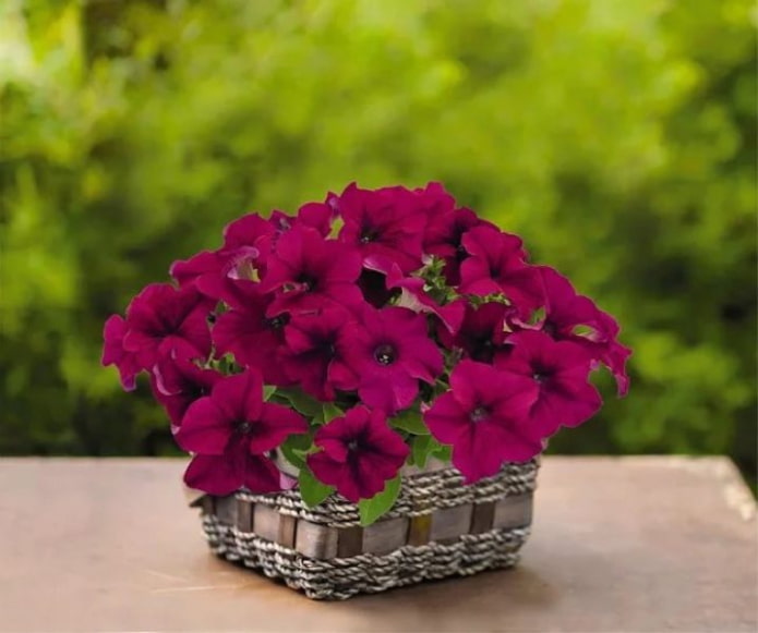 Success!HD Petunia