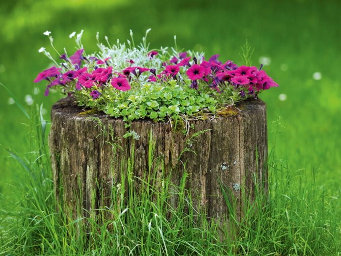 Parterre de fleurs dans une souche