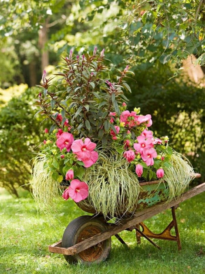Fleurs dans une brouette