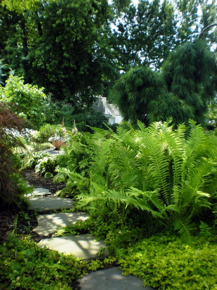 Une fougère dans le jardin