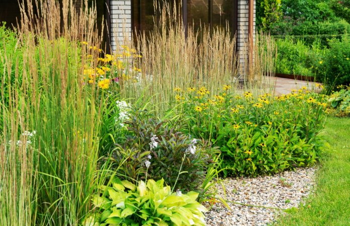 Jardin de devant - prairie avec rudbeckia