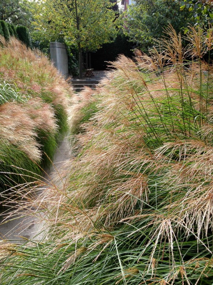 Miscanthus
