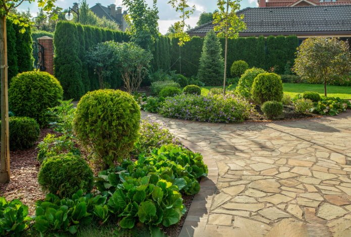 Haie et jardin de devant en conifères