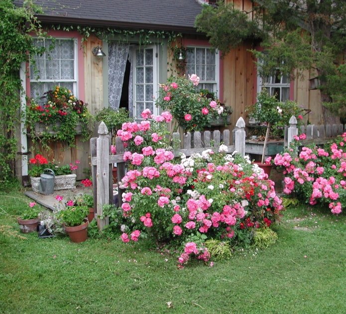 Rosiers dans le jardin devant la maison
