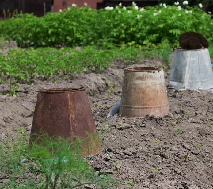 recouvrir les plantes avec de vieux seaux