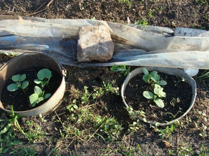 Protection des semis contre les mauvaises herbes avec de vieux seaux