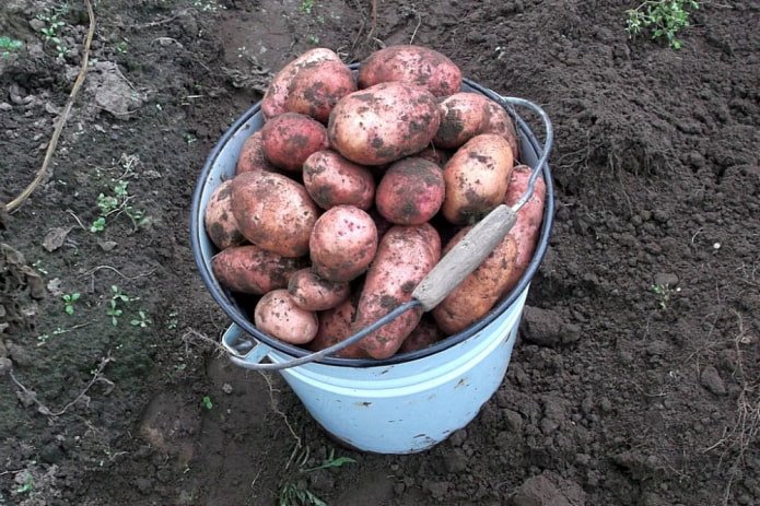 Pommes de terre fraîchement cueillies dans un vieux seau en émail