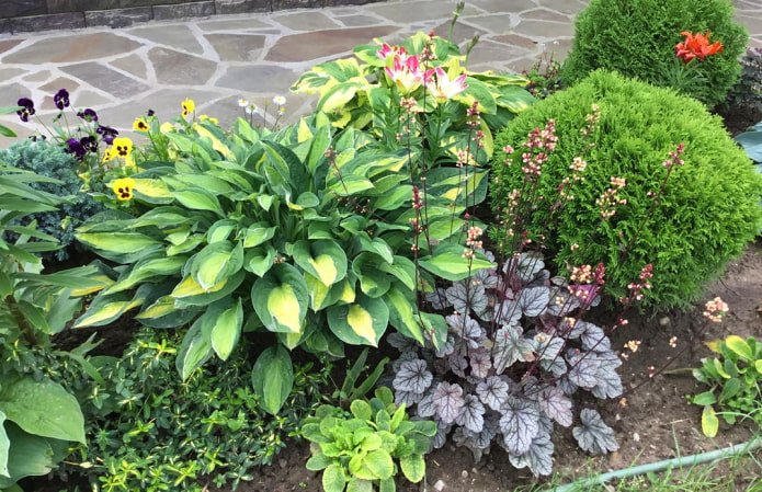 Parterre de fleurs