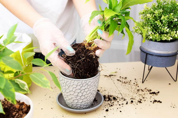 plant transplant