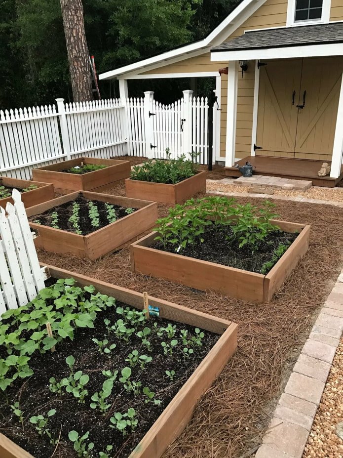 Parterres soignés dans le jardin