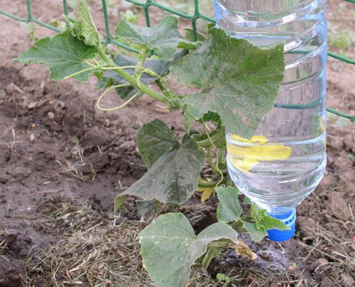 système d'irrigation goutte à goutte