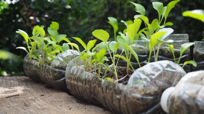 seedlings