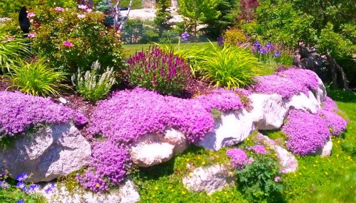 phlox subulate