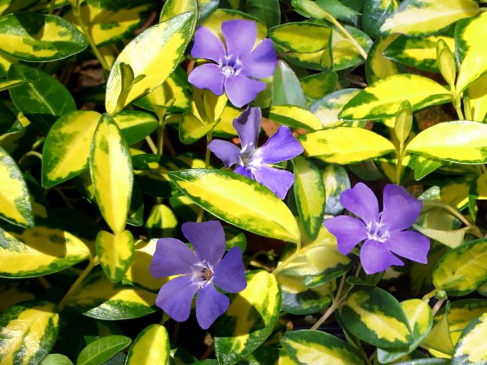 Pervenche bleue et or