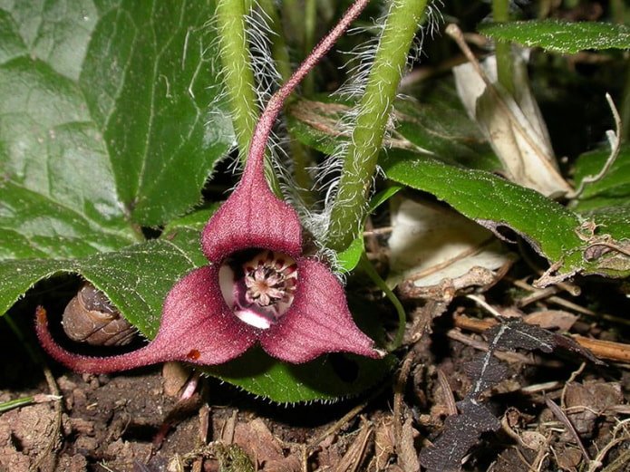 Fleur d'Asarum europaeus