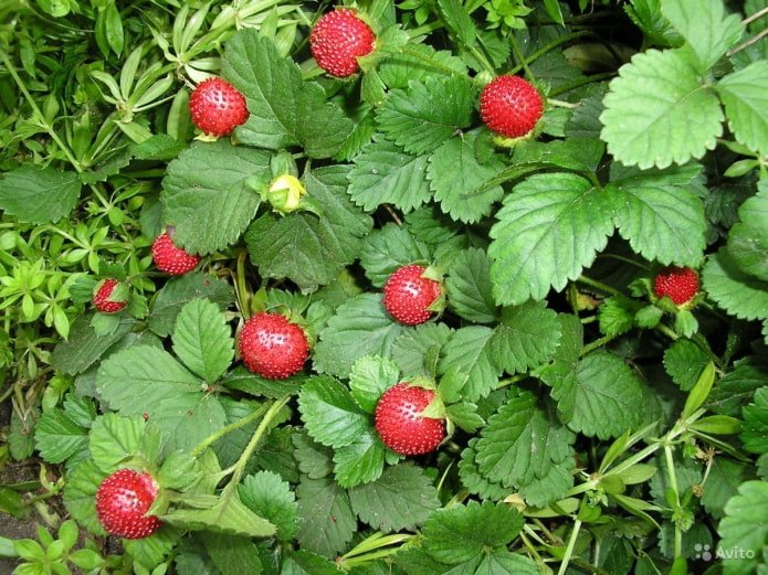 Saxifrage indienne