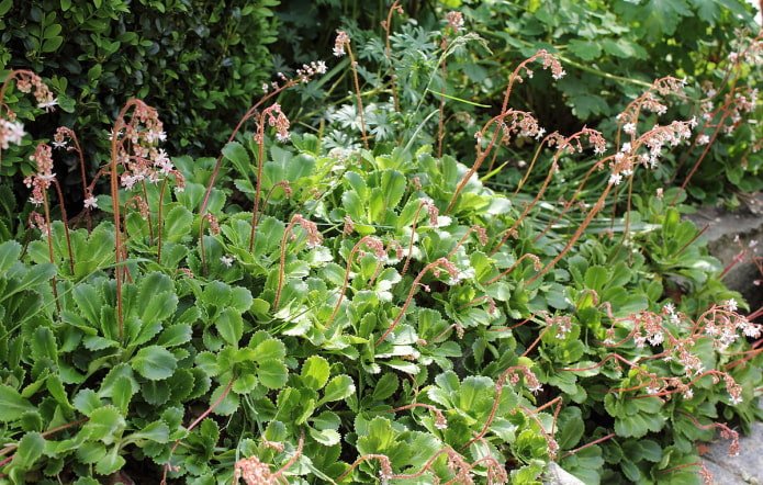 saxifrage shadow
