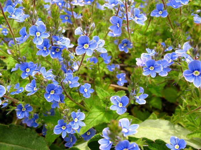 veronica oak grove