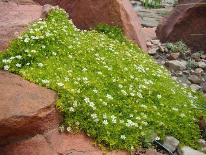 bryozoaire subulée