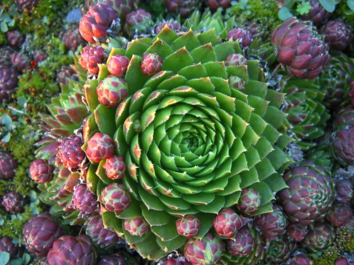 sedum