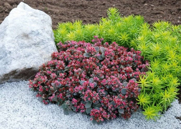 Sedum des Carpates