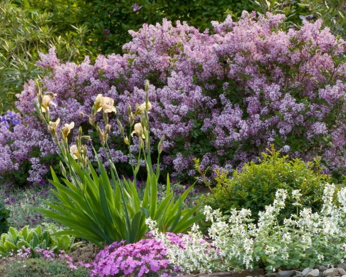 Lilas dans un mixborder