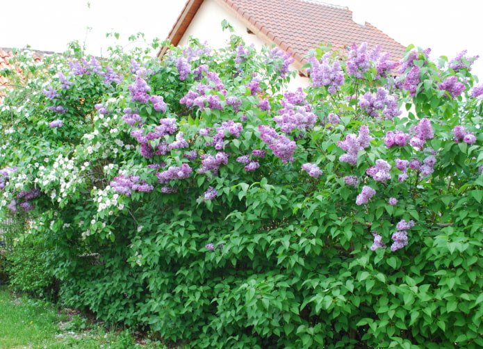Haie de lilas