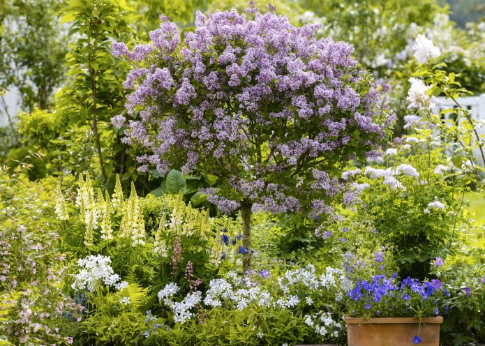 Lilas standard
