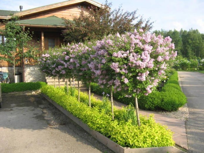 Lilas dans un jardin de devant