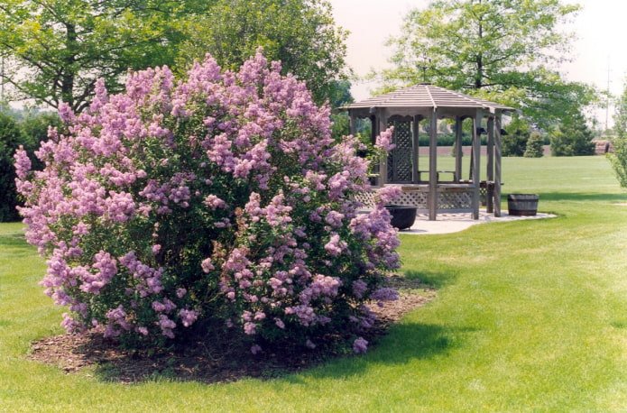 Lilas solitaire
